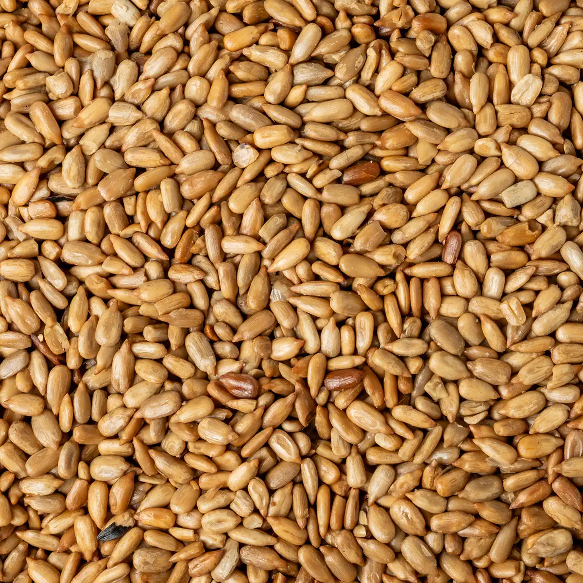 SUNFLOWER SEEDS RNS
