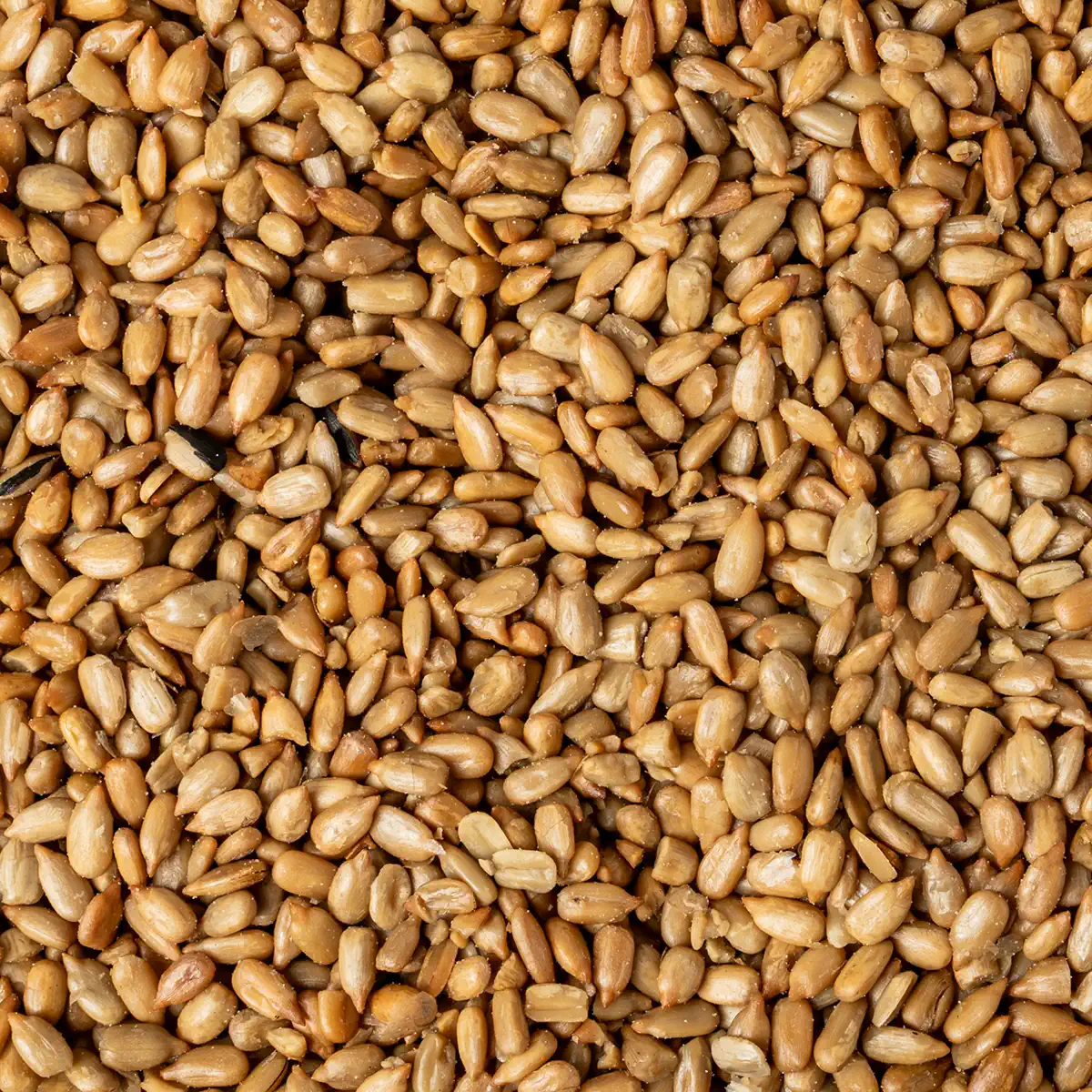 SUNFLOWER SEEDS RS
